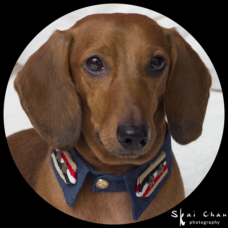 Pet photoshoot with Luckie Chan Pet photoshoot with Luckie Chan