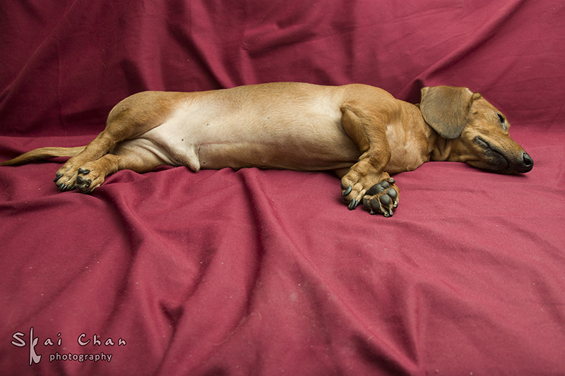 Pet photoshoot with Luckie Chan Pet photoshoot with Luckie Chan