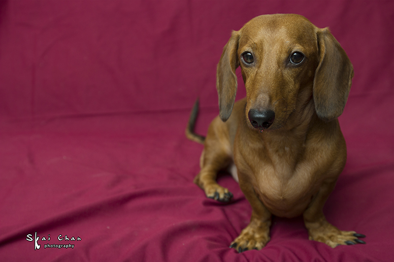 Pet photoshoot with Luckie Chan Pet photoshoot with Luckie Chan