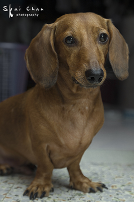 Indoor Pet Dog Photoshoot - Luckie Chan @ Home