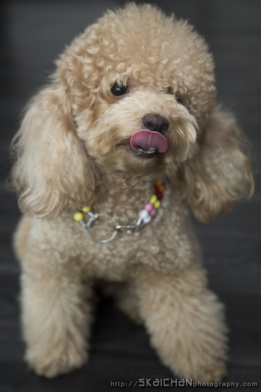 Pet dog photoshoot with Elmo and Eby at Hougang (indoor) Pet dog photoshoot with Elmo and Eby at Hougang (indoor)