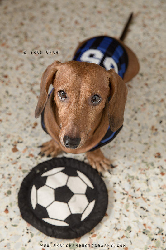 Soccer themed pet dog photoshoot with Luckie Chan Soccer themed pet dog photoshoot with Luckie Chan