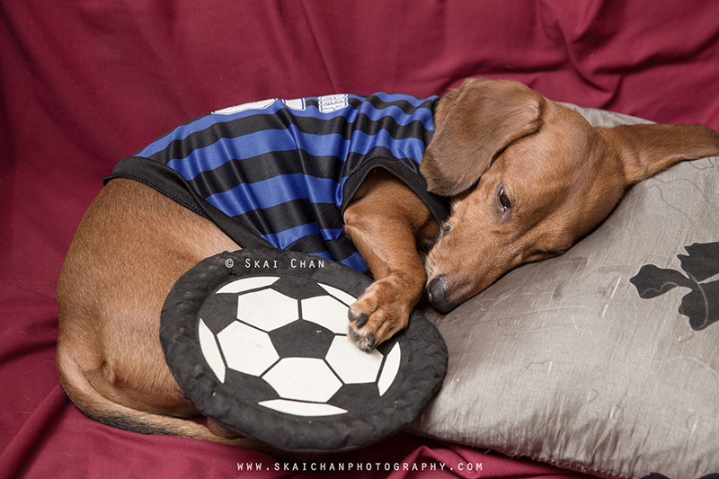 Soccer themed pet dog photoshoot with Luckie Chan Soccer themed pet dog photoshoot with Luckie Chan