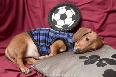 Indoor Casual Soccer Themed Pet Dog Photoshoot - Luckie Chan @ Home