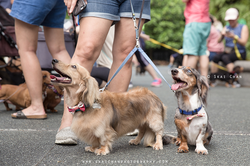 Pet dog photoshoot with Singapore Dachies at Singapore Botanic Gardens Pet dog photoshoot with Singapore Dachies at Singapore Botanic Gardens