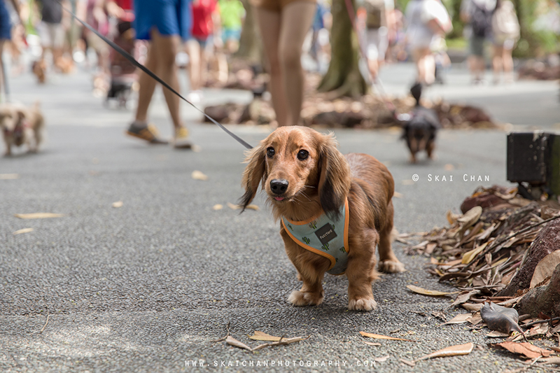 Pet dog photoshoot with Singapore Dachies at Singapore Botanic Gardens Pet dog photoshoot with Singapore Dachies at Singapore Botanic Gardens