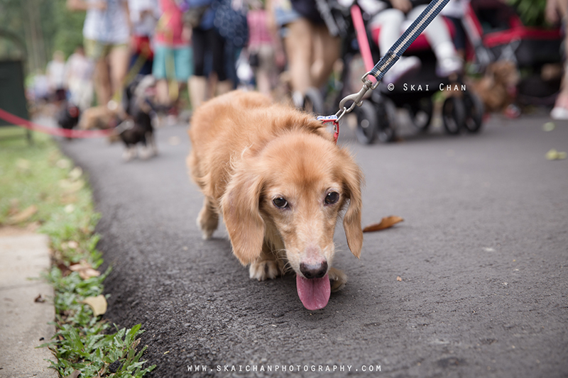 Pet dog photoshoot with Singapore Dachies at Singapore Botanic Gardens Pet dog photoshoot with Singapore Dachies at Singapore Botanic Gardens