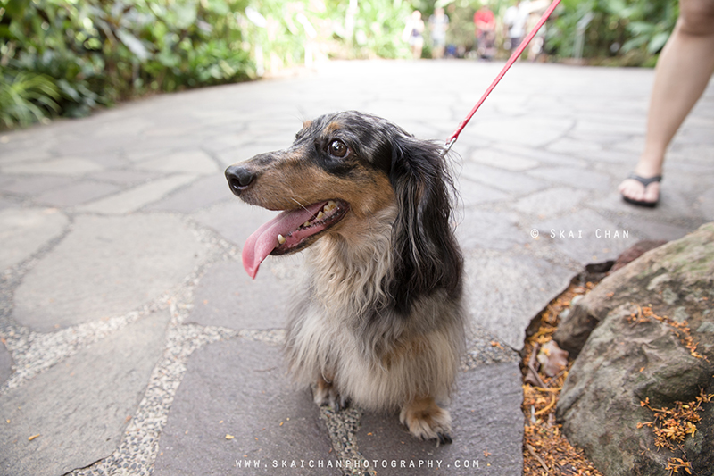 Pet dog photoshoot with Singapore Dachies at Singapore Botanic Gardens Pet dog photoshoot with Singapore Dachies at Singapore Botanic Gardens