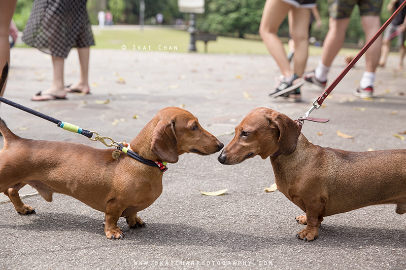 Pet dog photoshoot with Singapore Dachies at Singapore Botanic Gardens Pet dog photoshoot with Singapore Dachies at Singapore Botanic Gardens
