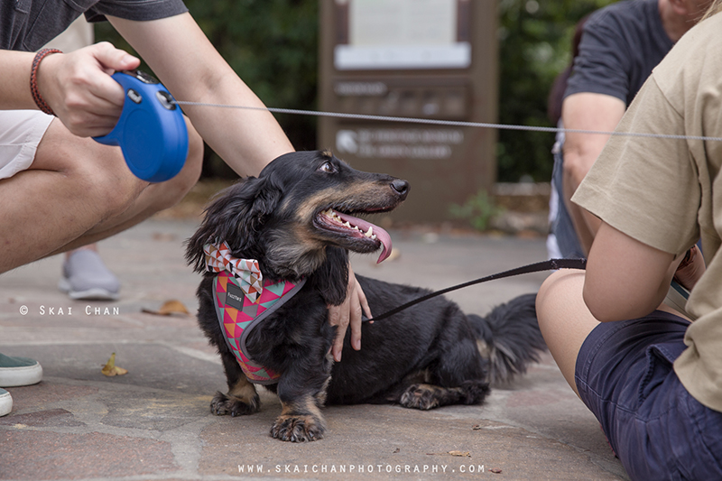 Pet dog photoshoot with Singapore Dachies at Singapore Botanic Gardens Pet dog photoshoot with Singapore Dachies at Singapore Botanic Gardens