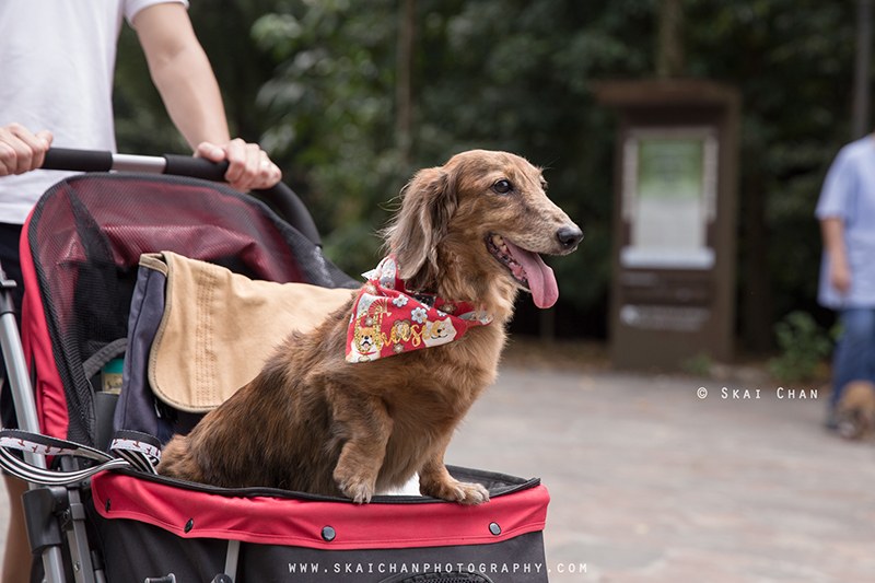 Pet dog photoshoot with Singapore Dachies at Singapore Botanic Gardens Pet dog photoshoot with Singapore Dachies at Singapore Botanic Gardens