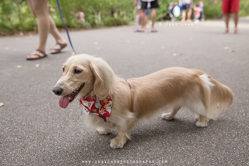 Pet dog photoshoot with Singapore Dachies at Singapore Botanic Gardens Pet dog photoshoot with Singapore Dachies at Singapore Botanic Gardens