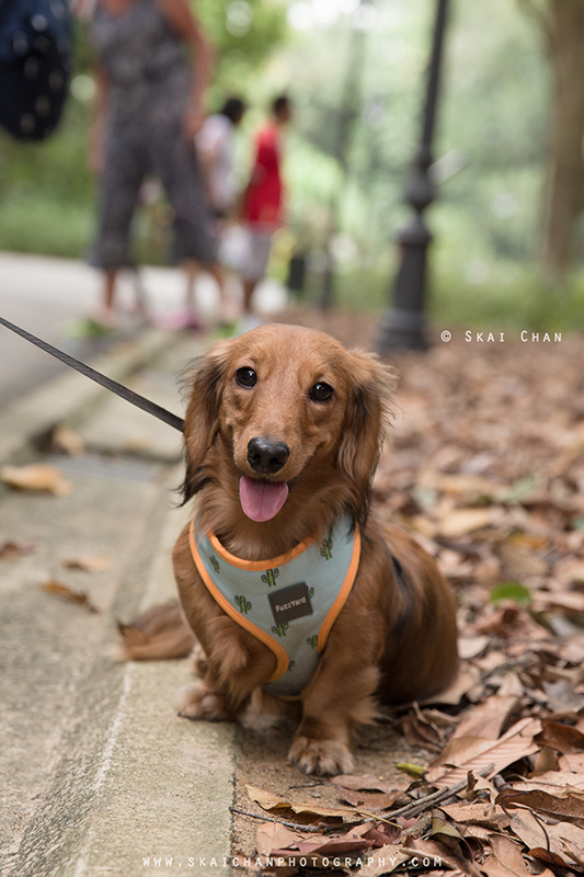 Pet dog photoshoot with Singapore Dachies at Singapore Botanic Gardens Pet dog photoshoot with Singapore Dachies at Singapore Botanic Gardens