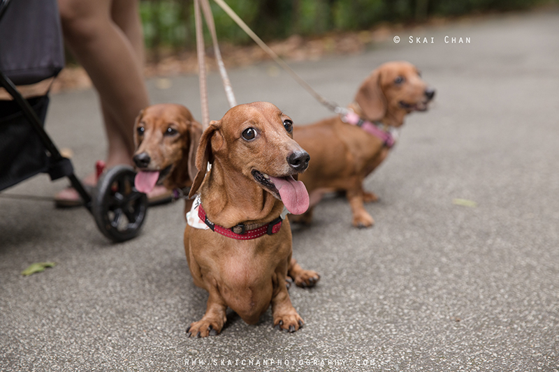 Pet dog photoshoot with Singapore Dachies at Singapore Botanic Gardens Pet dog photoshoot with Singapore Dachies at Singapore Botanic Gardens