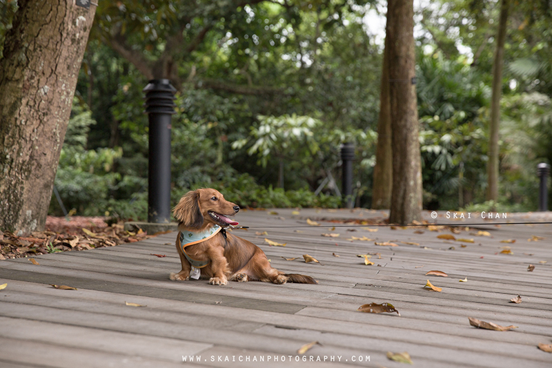 Pet dog photoshoot with Singapore Dachies at Singapore Botanic Gardens Pet dog photoshoot with Singapore Dachies at Singapore Botanic Gardens