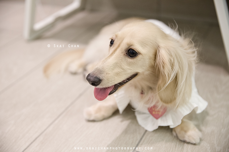 Pet dog photoshoot with Ttang Kong at Yishun (indoor) Pet dog photoshoot with Ttang Kong at Yishun (indoor)