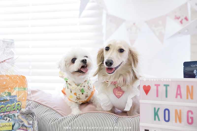 Pet dog photoshoot with Ttang Kong at Yishun (indoor) Pet dog photoshoot with Ttang Kong at Yishun (indoor)