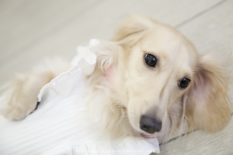 Pet dog photoshoot with Ttang Kong at Yishun (indoor) Pet dog photoshoot with Ttang Kong at Yishun (indoor)