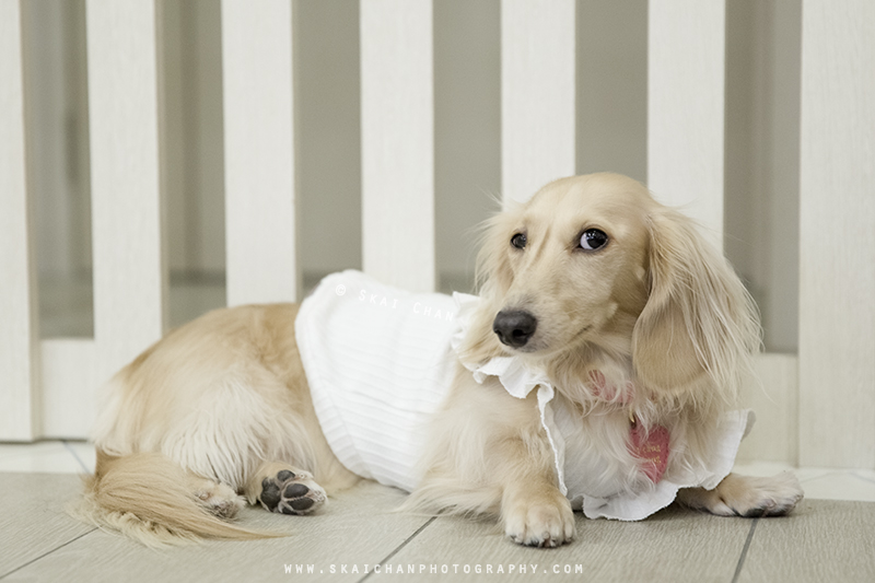 Pet dog photoshoot with Ttang Kong at Yishun (indoor) Pet dog photoshoot with Ttang Kong at Yishun (indoor)