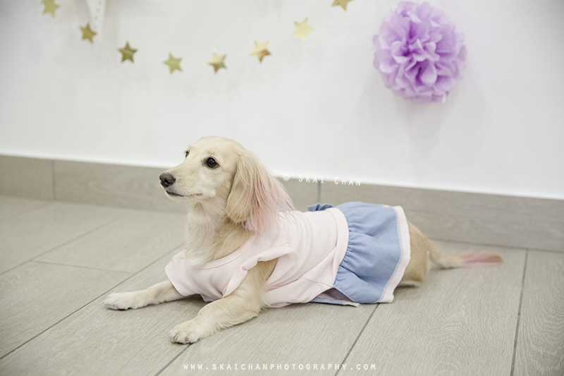 Pet dog photoshoot with Ttang Kong at Yishun (indoor) Pet dog photoshoot with Ttang Kong at Yishun (indoor)