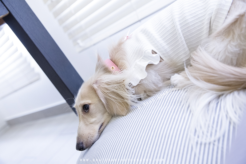 Pet dog photoshoot with Ttang Kong at Yishun (indoor) Pet dog photoshoot with Ttang Kong at Yishun (indoor)