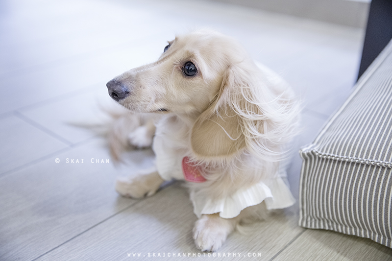 Pet dog photoshoot with Ttang Kong at Yishun (indoor) Pet dog photoshoot with Ttang Kong at Yishun (indoor)