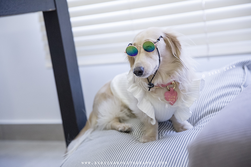 Pet dog photoshoot with Ttang Kong at Yishun (indoor) Pet dog photoshoot with Ttang Kong at Yishun (indoor)