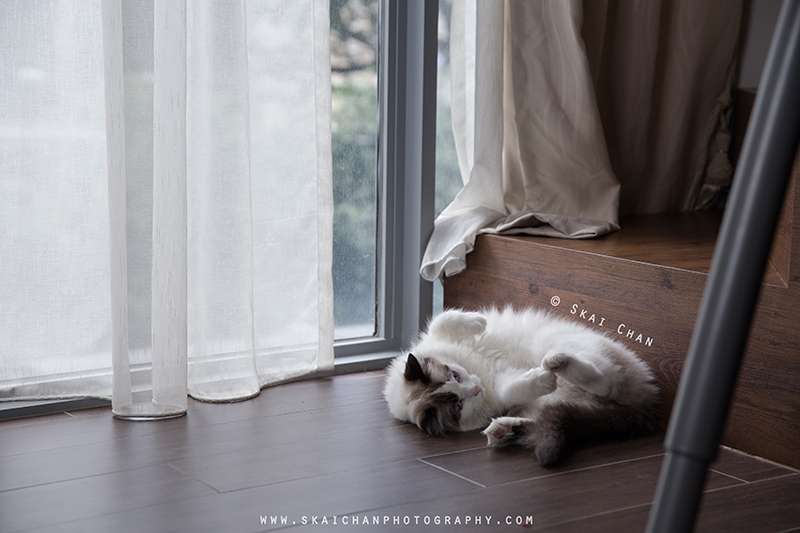 Pet cat photoshoot with Kelly Lim, Misha and Sky Pet cat photoshoot with Kelly Lim, Misha and Sky