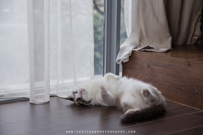 Pet cat photoshoot with Kelly Lim, Misha and Sky Pet cat photoshoot with Kelly Lim, Misha and Sky