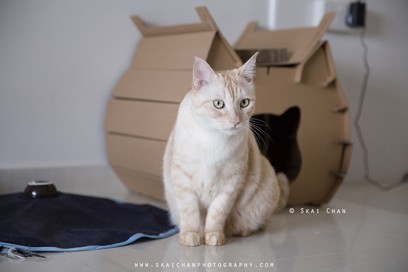 Pet cat photoshoot with Ginger, Mino & Meow Mee at Bukit Batok (indoor) Pet cat photoshoot with Ginger, Mino & Meow Mee at Bukit Batok (indoor)