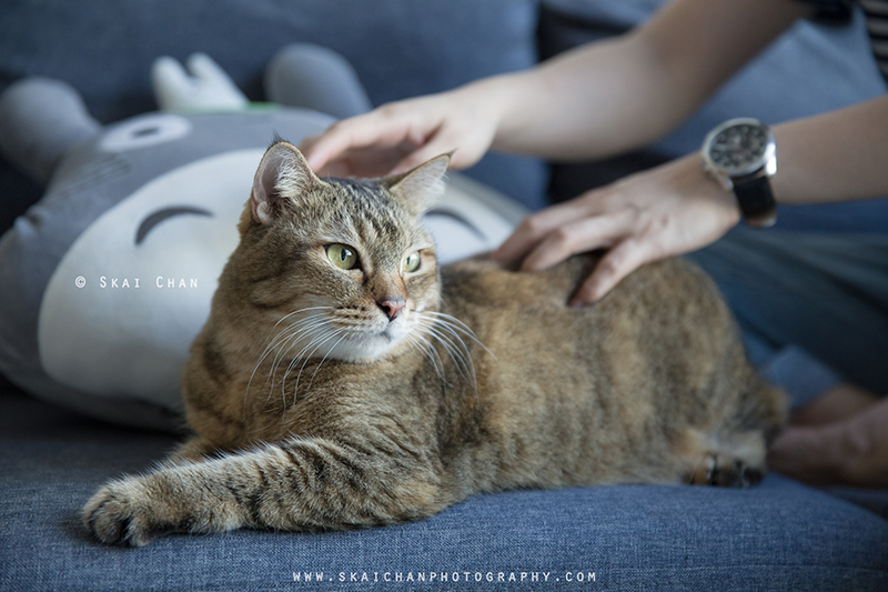 Pet cat photoshoot with Ginger, Mino & Meow Mee at Bukit Batok (indoor) Pet cat photoshoot with Ginger, Mino & Meow Mee at Bukit Batok (indoor)