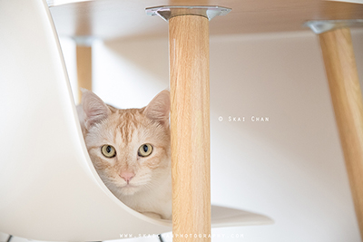 Indoor Casual Pet Cat Photoshoot - Ginger, Mino & Meow Mee @ Home