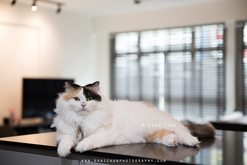 Pet cat photoshoot with Ah Girl at Yishun (indoor) Pet cat photoshoot with Ah Girl at Yishun (indoor)