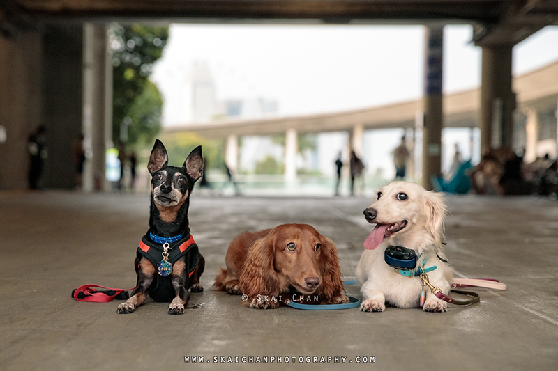 Outdoor dog photoshoot for Prakash's doggies at Marina Barrage Outdoor dog photoshoot for Prakash's doggies at Marina Barrage
