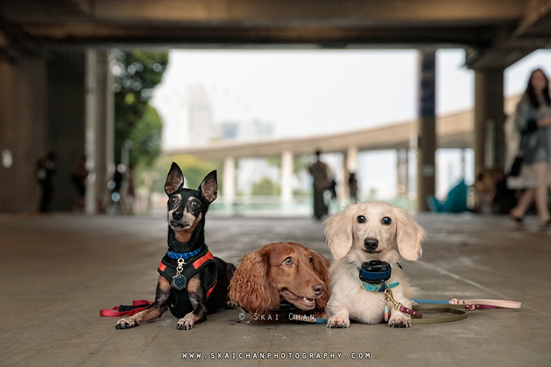 Outdoor dog photoshoot for Prakash's doggies at Marina Barrage Outdoor dog photoshoot for Prakash's doggies at Marina Barrage