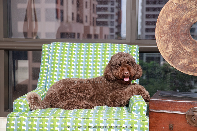 Dog with owner photoshoot with Tamara Dunne & Milo