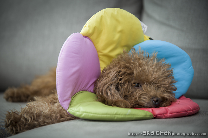 Pet dog photoshoot with Elmo and Eby at Hougang (indoor)