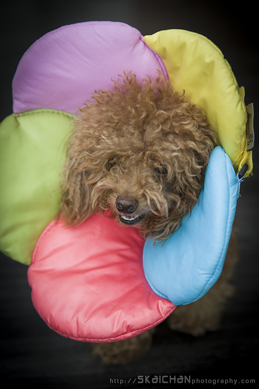 Pet dog photoshoot with Elmo and Eby at Hougang (indoor)