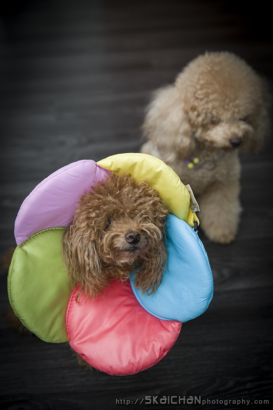 Pet dog photoshoot with Elmo and Eby at Hougang (indoor)