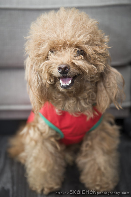 Pet dog photoshoot with Elmo and Eby at Hougang (indoor)