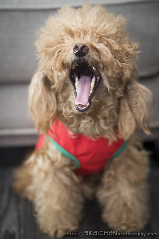 Pet dog photoshoot with Elmo and Eby at Hougang (indoor)