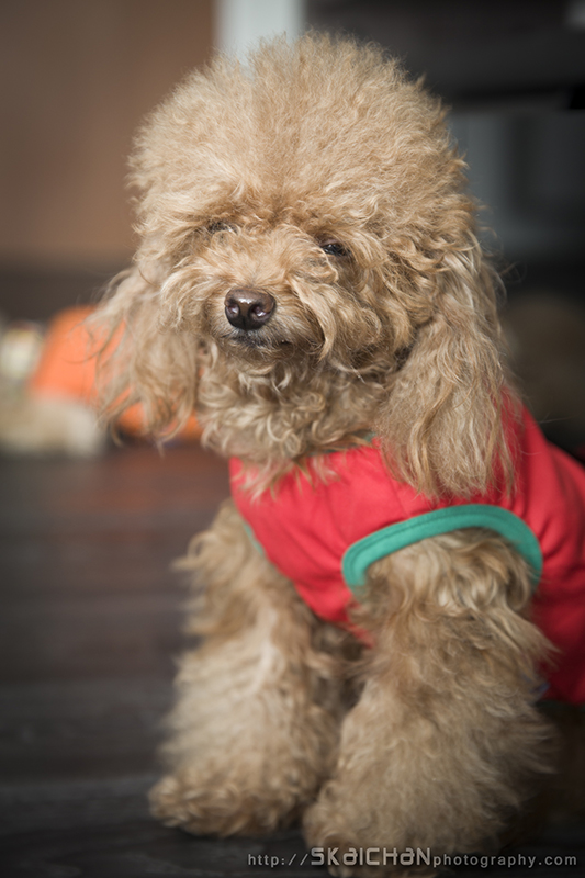 Pet dog photoshoot with Elmo and Eby at Hougang (indoor)