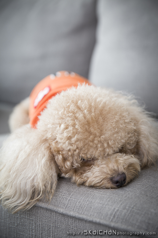 Pet dog photoshoot with Elmo and Eby at Hougang (indoor)