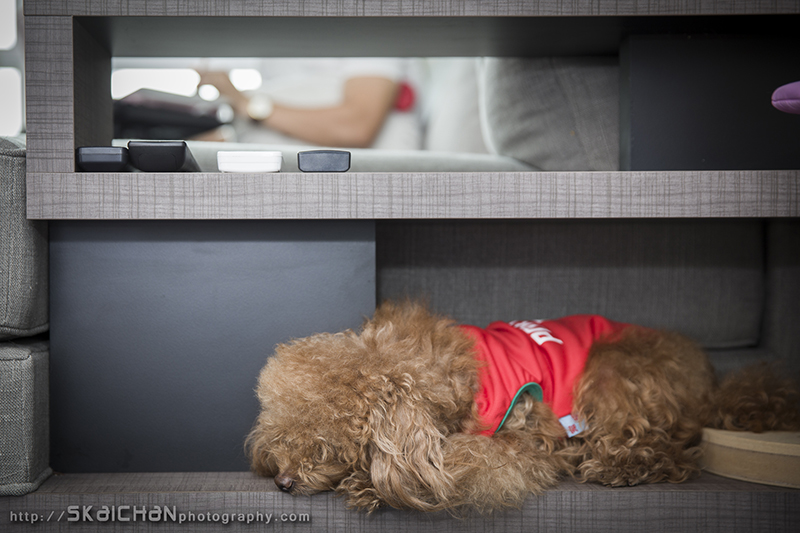 Pet dog photoshoot with Elmo and Eby at Hougang (indoor)