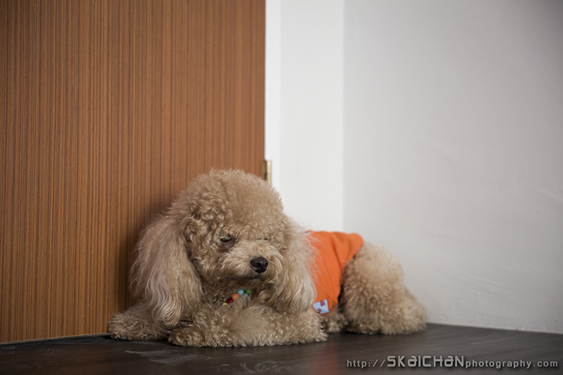 Pet dog photoshoot with Elmo and Eby at Hougang (indoor)