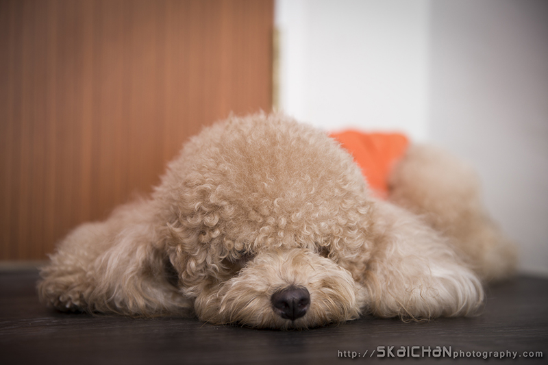 Pet dog photoshoot with Elmo and Eby at Hougang (indoor)