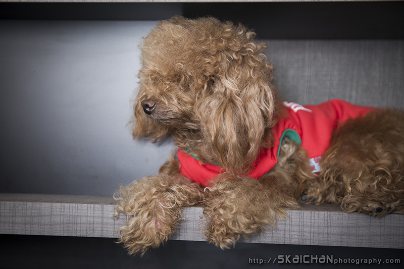 Pet dog photoshoot with Elmo and Eby at Hougang (indoor)