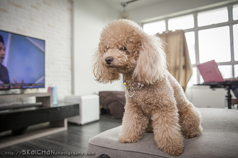 Pet dog photoshoot with Elmo and Eby at Hougang (indoor)