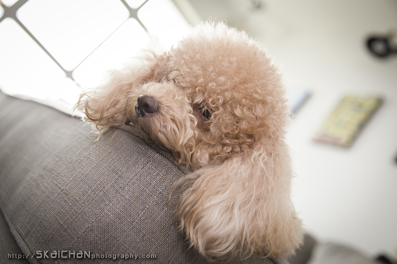 Pet dog photoshoot with Elmo and Eby at Hougang (indoor)