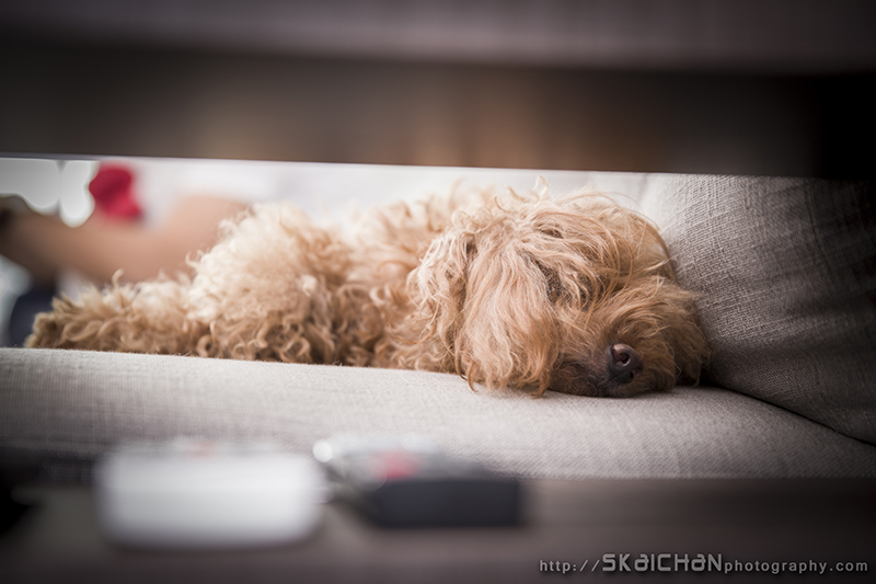 Pet dog photoshoot with Elmo and Eby at Hougang (indoor)